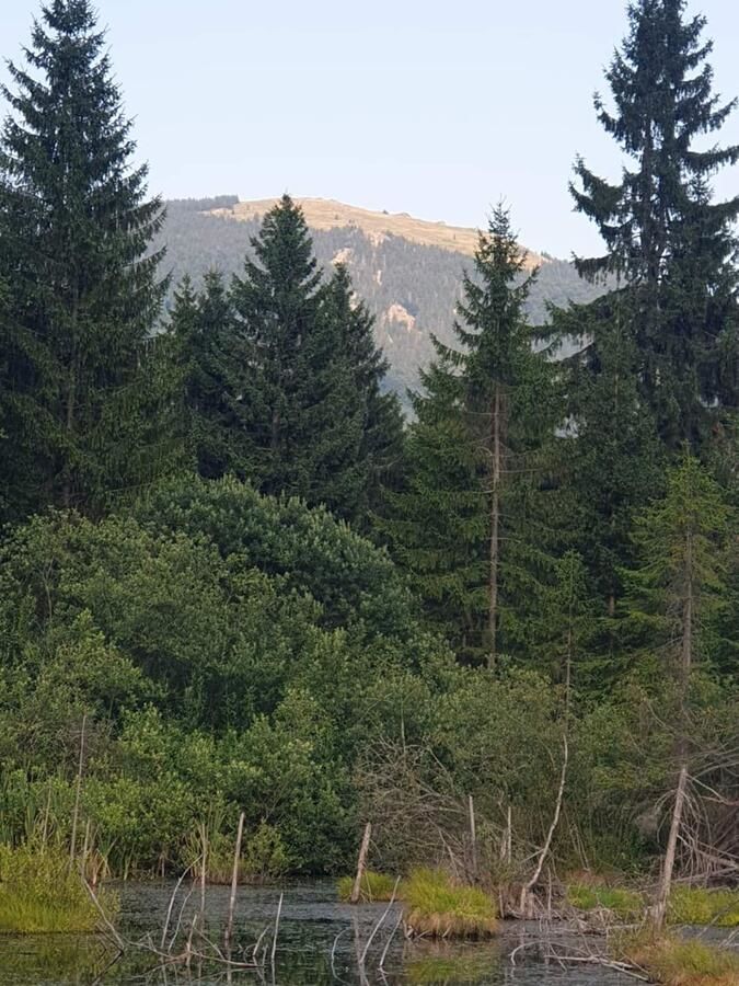 Проживание в семье Căsuța din pădure de la Câmpu lui Neag Cîmpu lui Neag-44